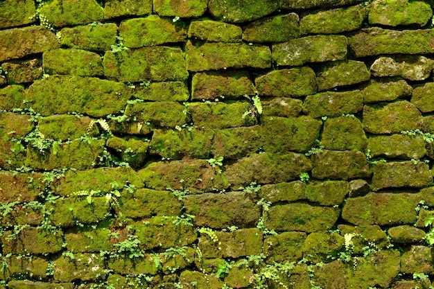 Foto las paredes de la casa están hechas de pilas de piedra caliza cubiertas de musgo verde. roca natural musgo que crece en las rocas.