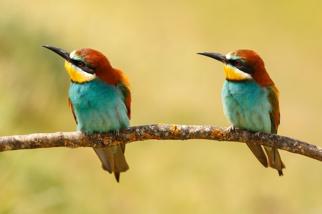 Foto pareja de abejarucos