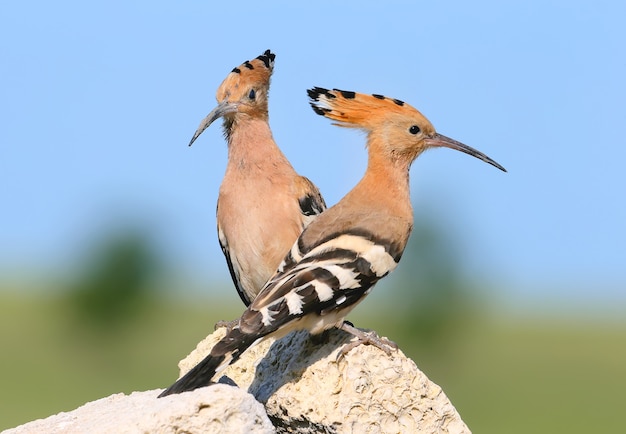 una pareja de abubillas se sienta sobre una piedra.