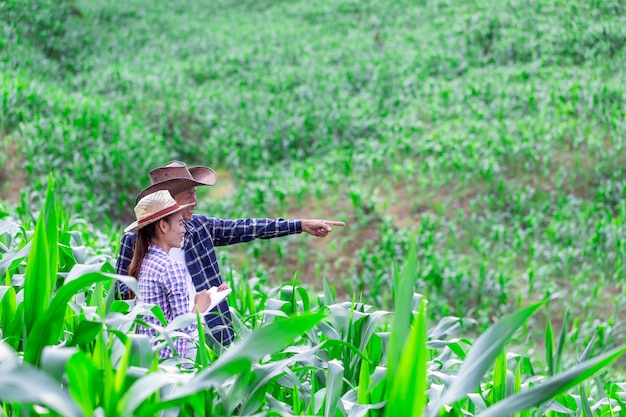 Pareja agricultor e investigador analizando planta de maíz