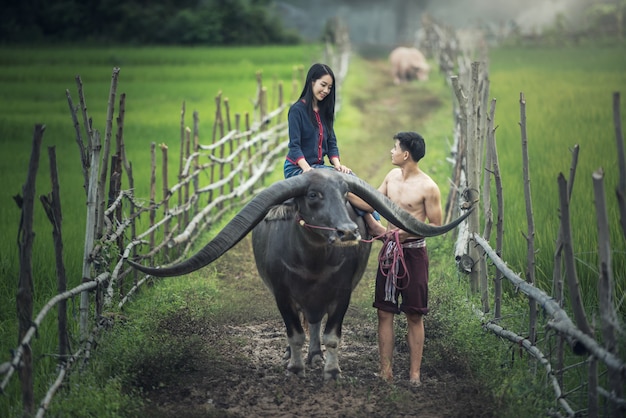 Pareja agricultor en traje de granjero con búfalo en campos de arroz