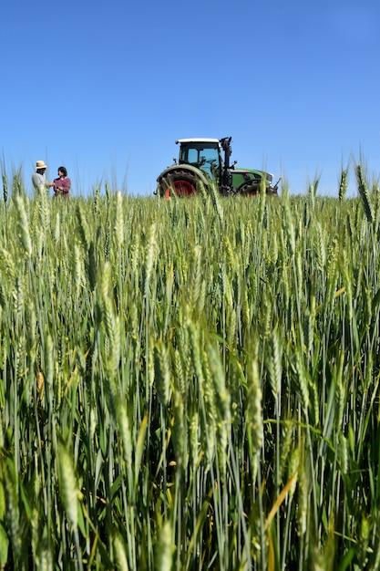 Pareja de agricultores en un campo de trigo con un tractor