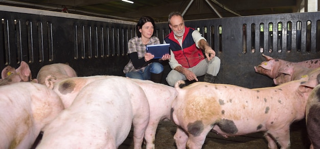 Pareja de agricultores en una granja de cerdos en cuclillas con una tableta digital y apuntando a un cerdo