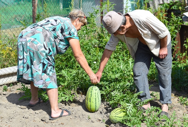 Pareja de ancianos cosechando sandías en la aldea