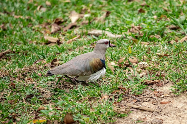 Pareja de aves quero-quero, abibe-do-sul cuidando nido en pasto con huevos.