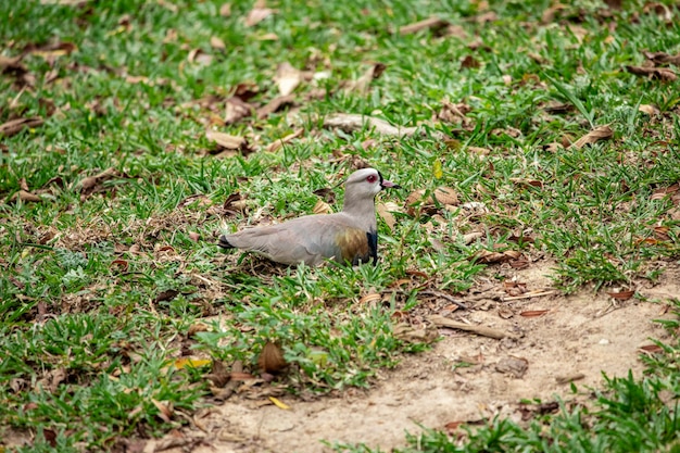 Pareja de aves quero-quero, abibe-do-sul cuidando nido en pasto con huevos.