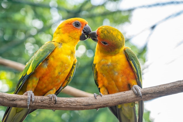 Pareja de besos de loro