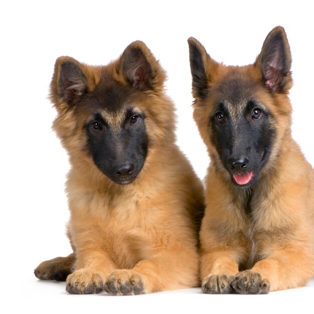 Pareja de cachorros belga tervuren