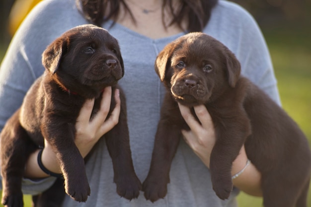 Foto pareja de cachorros de labrador en brazos de una niña # 2