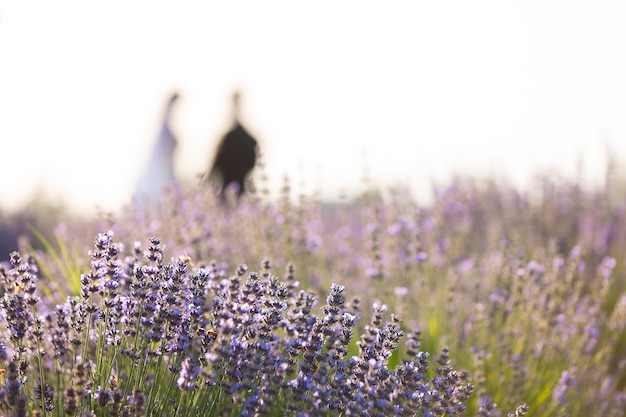 Pareja casada tomados de la mano en un campo de lavanda