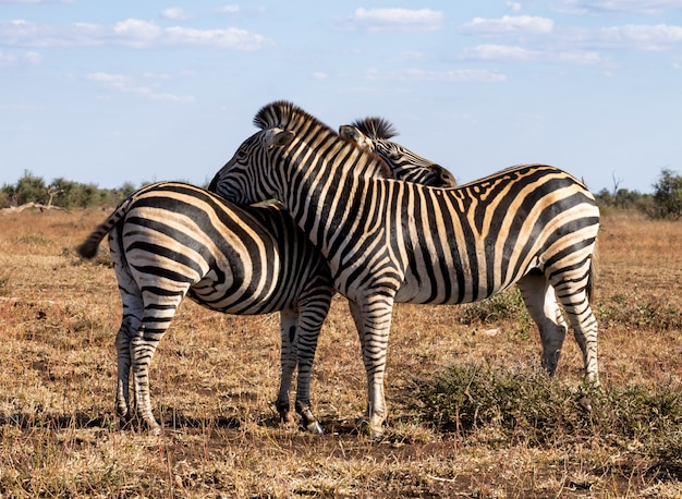 Pareja de cebras del Parque Nacional Kruger