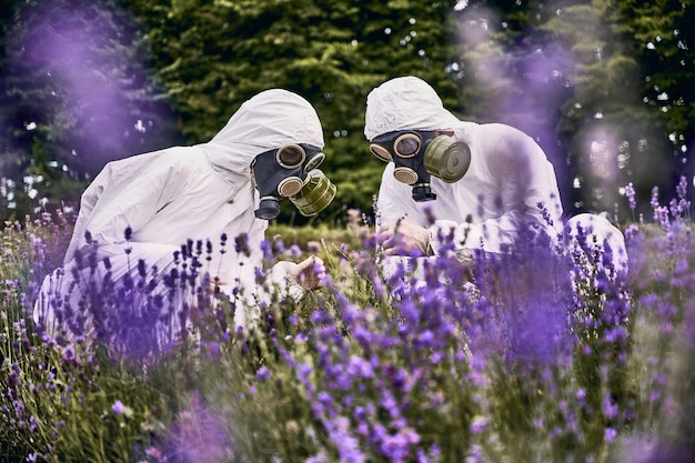 Una pareja de científicos con mono blanco, guantes y máscaras de gas agachados en un campo de lavanda en flor viendo hermosas flores púrpuras borrosas en primer plano