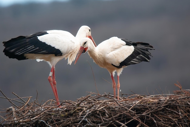 Una pareja de cigüeñas blancas en el nido cigüeña reproducción en primavera ciconia Alsacia Francia Oberbronn