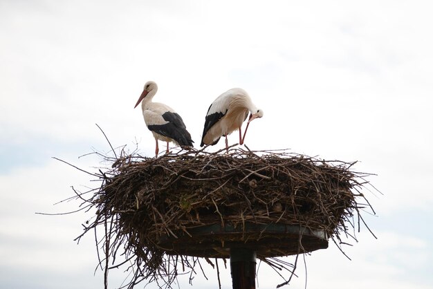 Una pareja de cigüeñas blancas en el nido cigüeña reproducción en primavera ciconia Alsacia Francia Oberbronn