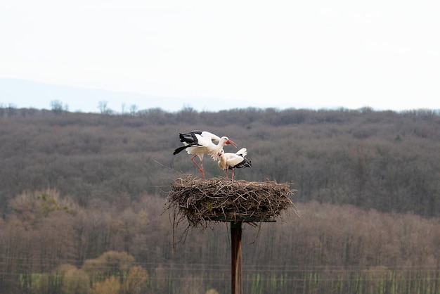 Una pareja de cigüeñas blancas en el nido cigüeña reproducción en primavera ciconia Alsacia Francia Oberbronn