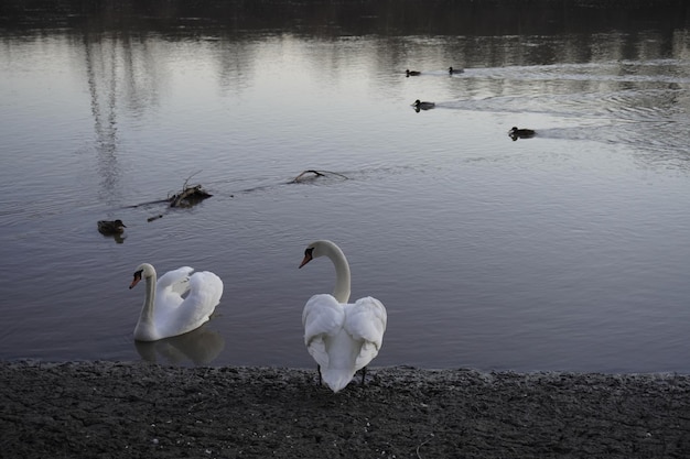 Pareja de cisnes blancos en el río.