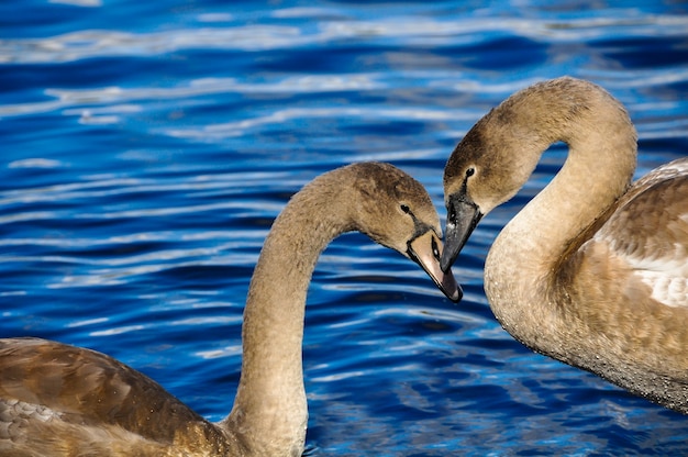 Pareja de cisnes enamorados en forma de corazón sobre un agua azul