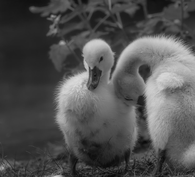 Pareja de cisnes jóvenes limpiándose después de salir del lago.