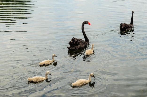 Pareja de cisnes negros con sus pichones