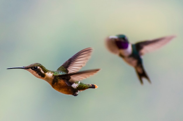 Pareja de colibríes