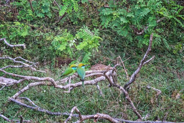 Foto una pareja de coloridos apicultores verdes o merops orientalis en el parque nacional yala de sri lanka