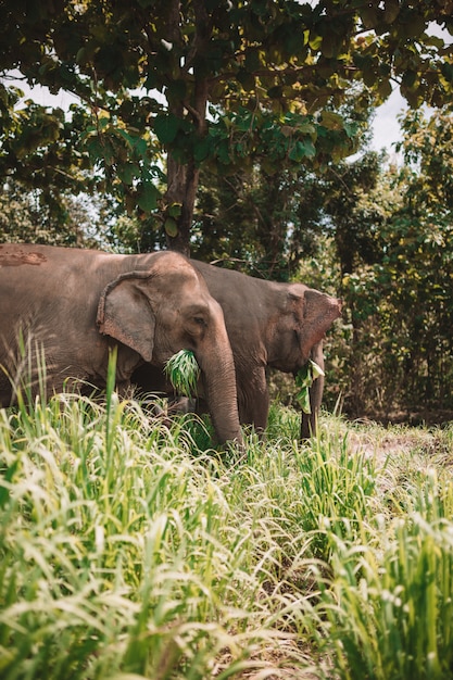 Foto pareja de elefantes caminando por la selva y comiendo hierba