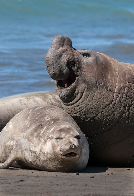 Pareja de elefantes marinos apareándose Península Valdés Patagonia Argentina