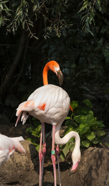 Pareja de flamencos rosados posando para una fotografía