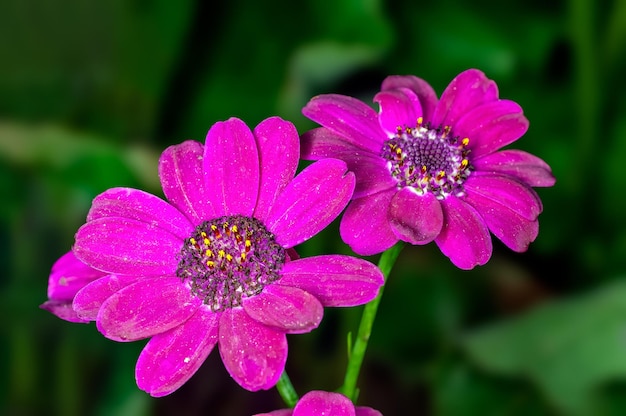 Pareja de flor rosa en verde