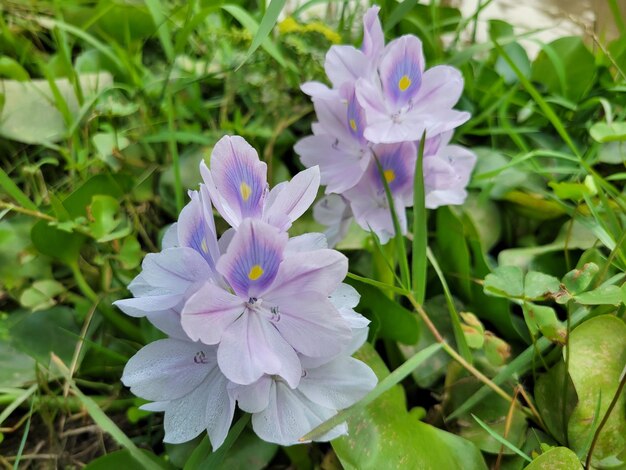 Foto pareja de flores púrpuras creciendo con flores bebés