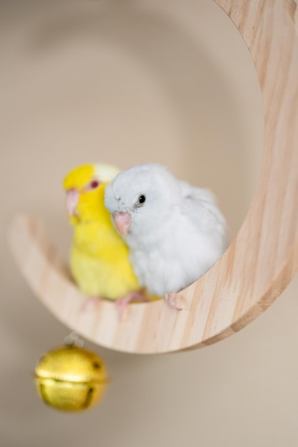 Pareja Forpus pequeños loros pájaro posado en un columpio de madera mini luna creciente