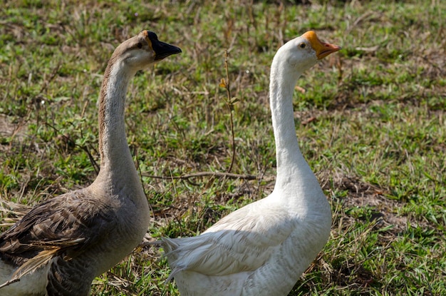 Pareja de gansos caminando uno al lado del otro