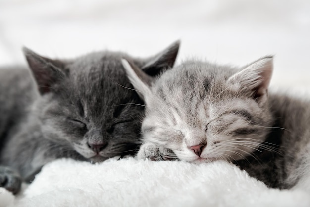 Pareja de gatitos felices duermen relajarse juntos. Familia de gatitos enamorados. Narices de gatito adorables para el día de San Valentín. Acogedor animal doméstico durmiendo cómodamente.