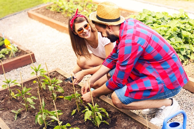 pareja joven plantando verduras y hierbas orgánicas
