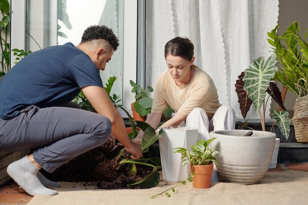 Pareja joven positiva trasplante de exuberantes plantas con hojas grandes en macetas más grandes para decorar la casa