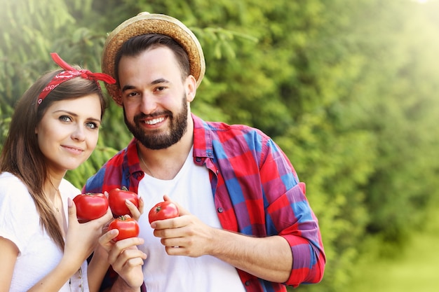 pareja joven, siembra de tomates orgánicos