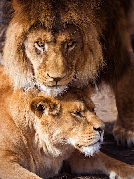 Pareja de Leones adultos.