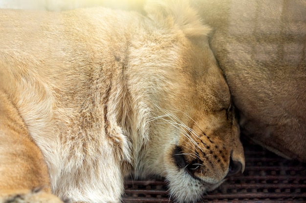 Pareja de leones (hombres y mujeres) durmiendo juntos en el parque nacional, reserva natural o zoológico.