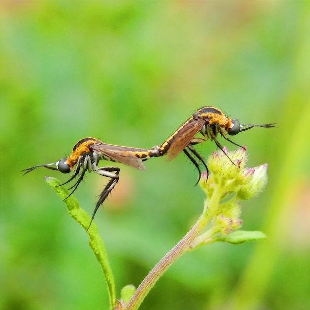 Foto pareja libélula