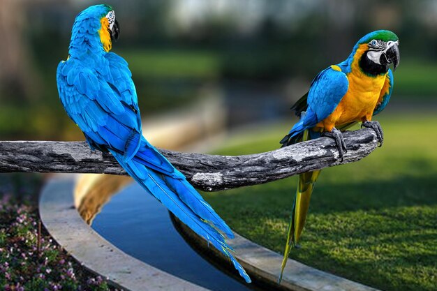 Una pareja de loros azules posados en un árbol.