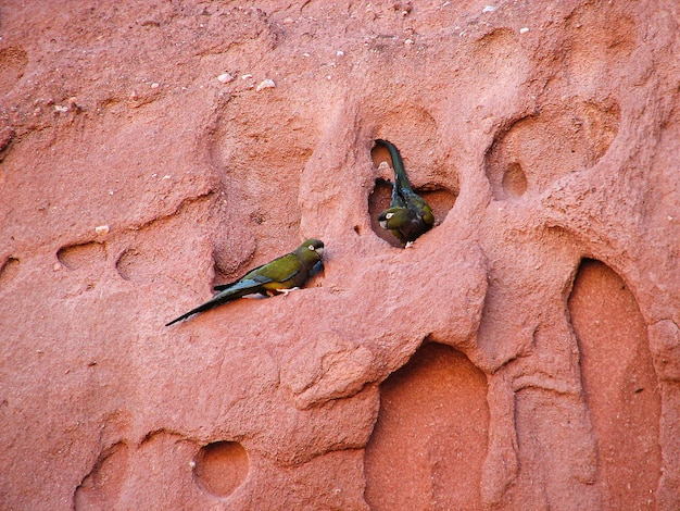Foto una pareja de loros que se han posado en una roca erosionada