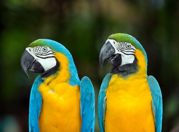 pareja de loros