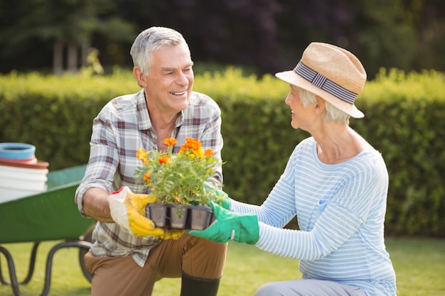 Pareja mayor, jardinería, juntos