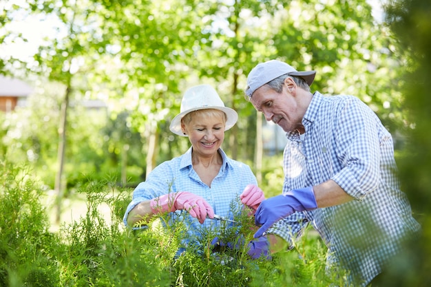 Pareja mayor, jardinería, en, luz del sol