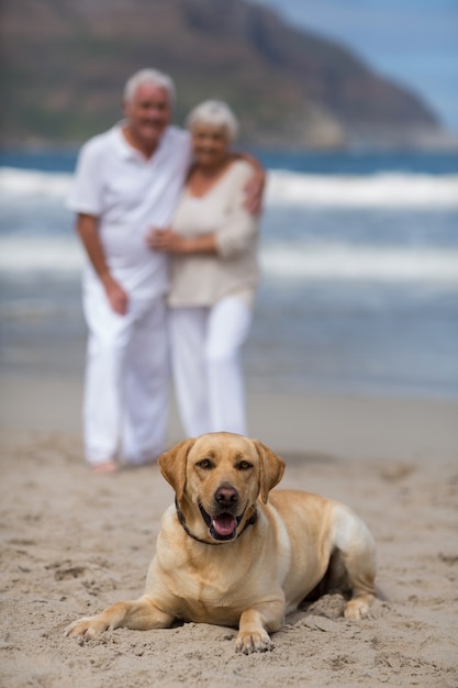 Pareja mayor, posición, en la playa, con, perro