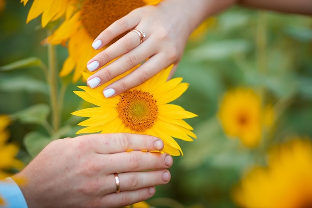 Una pareja muestra sus anillos de bodas de oro en un girasol