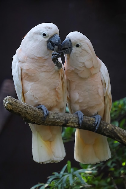 Pareja de pájaro cacatúa de las Molucas es amor y comer en el jardín