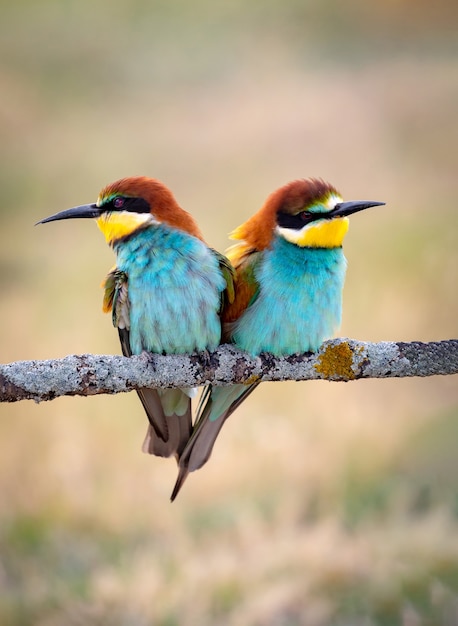 Foto pareja de pájaros coloridos abejarucos sentado en una rama en primavera