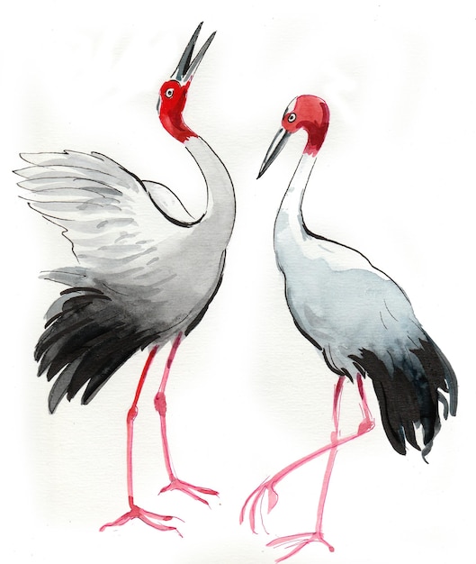 Pareja de pájaros grulla. Dibujo a tinta y acuarela