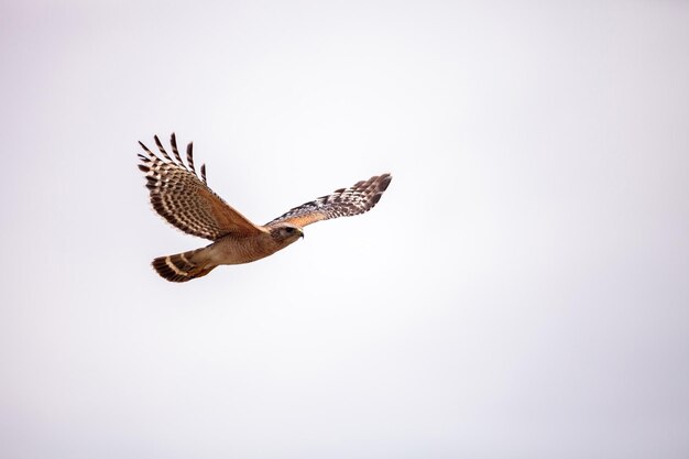 Foto una pareja de pájaros halcón de hombros rojos buteo lineatus cerca de su nido en el santuario del sacacorchos de la tripulación